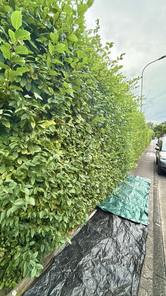 Buchenhecke vor dem Schnitt am Gehweg: wild gewachsen, Planen ausgelegt
