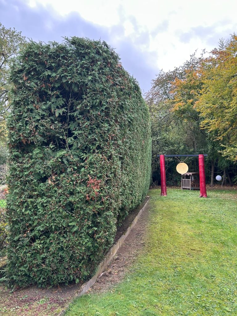 Thuja-Hecke nach dem Schnitt: Nahaufnahme der sauber geformten Hecke