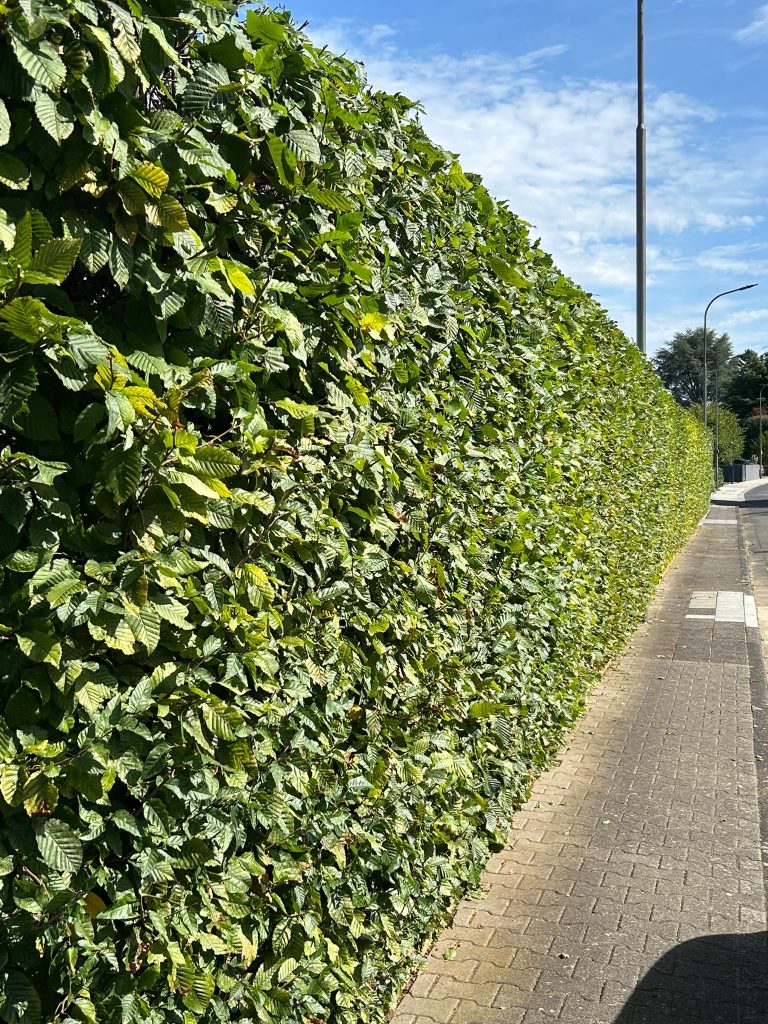 Buchenhecke nach dem Schnitt am Gehweg: gerade und sauber