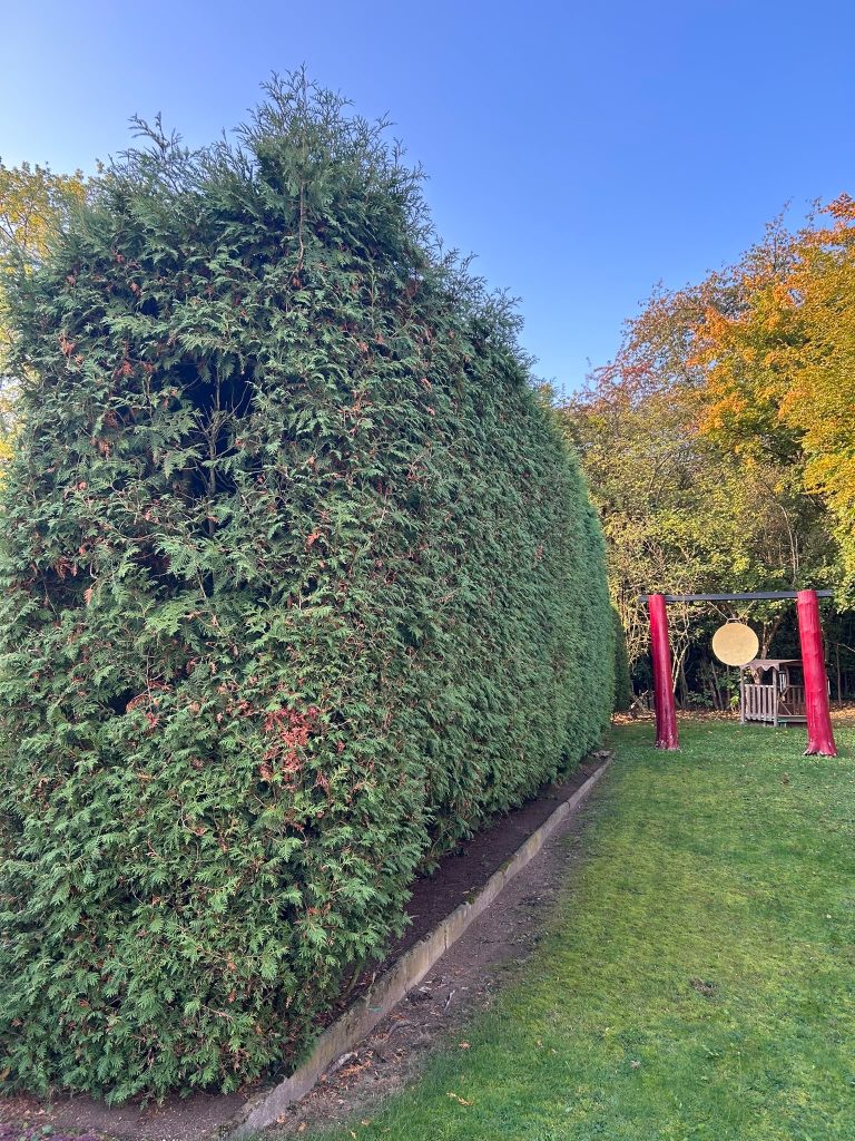 Thuja-Hecke vor dem Schnitt: Nahaufnahme der hoch gewachsenen, ungleichmäßigen Hecke